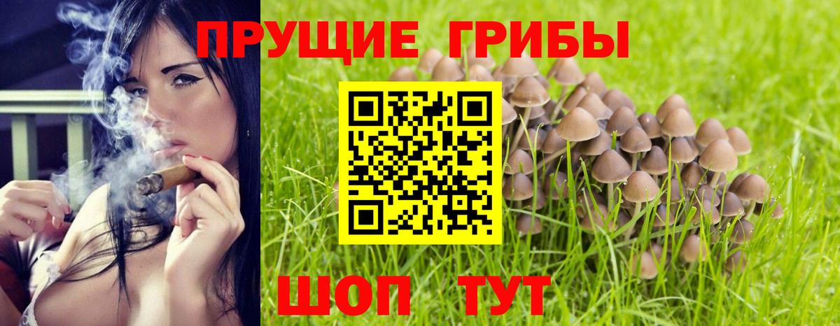 Псилоцибиновые грибы прущие грибы  Аргун  Галлюциногенные грибы Cubensis 